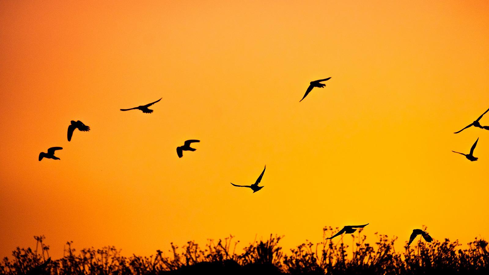 Birds in flight against a warm sunset sky