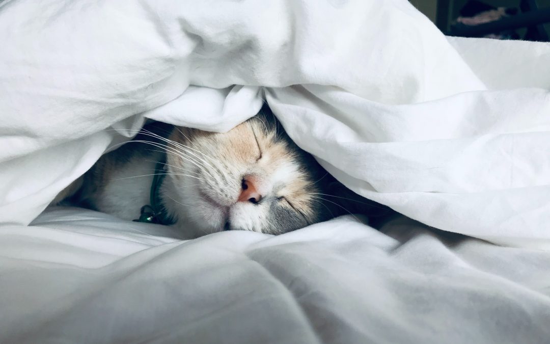 Cute cat in bed under duvet